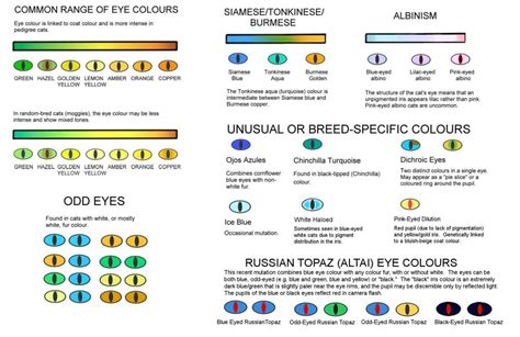 Blue eyes are associated with all kittens under 6 8 weeks of age. Cat Eye Colors - Why Cats Eyes Changing Colors? | Happy ...