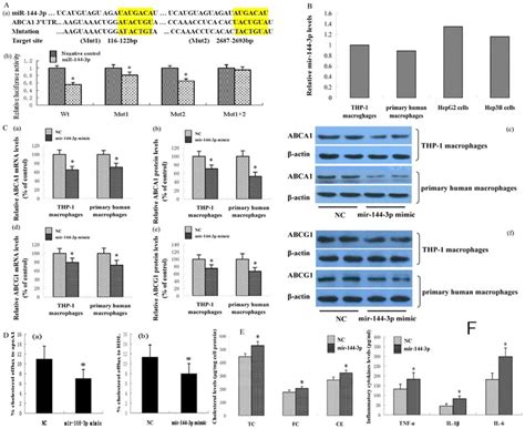 effects of mir 144 3p on abca1 expression cholesterol homeostasis and download scientific