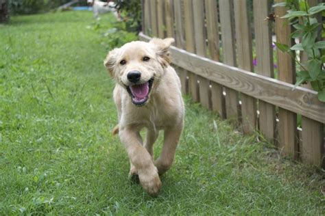 7 Ways To Make Your Dogs Dream Backyard A Reality This