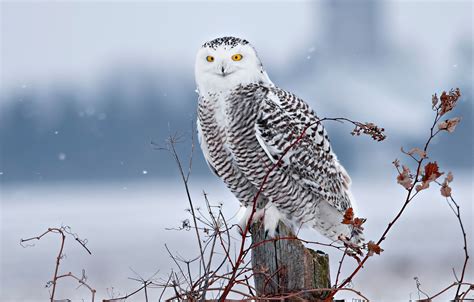 Wallpaper Winter Snow Branches Bird Stump Snowy Owl