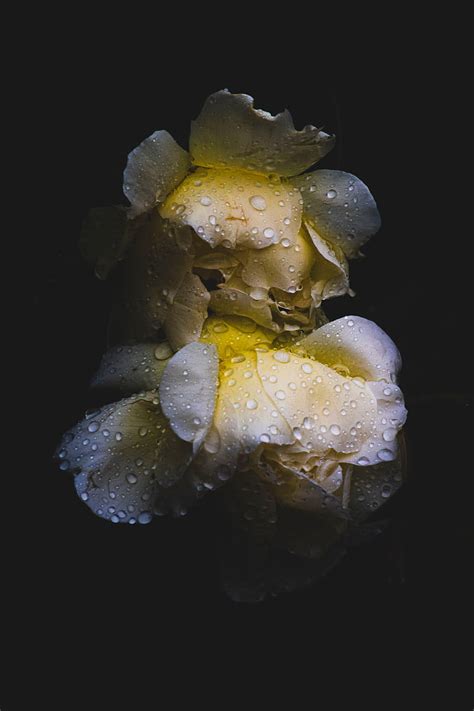 Rose Flower Drops Wet Dark Hd Phone Wallpaper Peakpx
