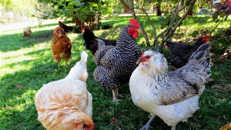 Of backyard chickens and front yard gardens: Petition · Horry County : Allow Backyard Chickens With No ...