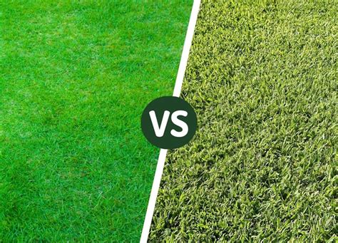 Zoysia Grass Vs St Augustine Grass Differences And How To Choose