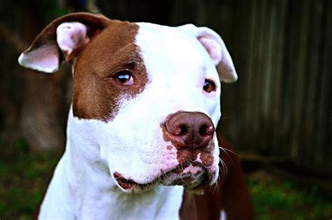 The Common Characteristics Of Pit Bulls For First Time Owners Small