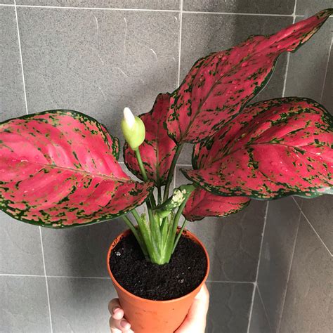 Aglaonema Red Plant (indoor and outdoor), Gardening, Plants on Carousell