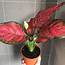 Aglaonema Red Plant Indoor And Outdoor Gardening Plants On Carousell