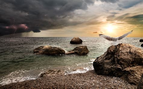 Photos Bird Seagulls Lightning Nature Sky Coast Stones 1920x1200