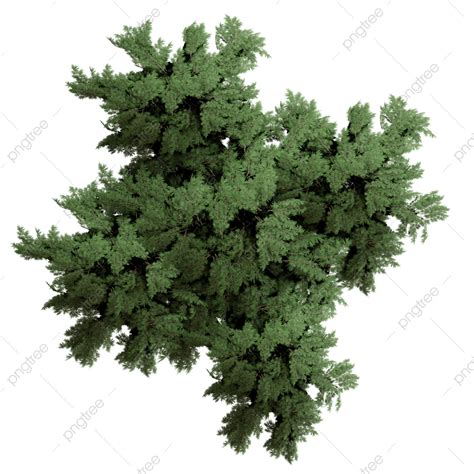 Pine Tree Top View Png