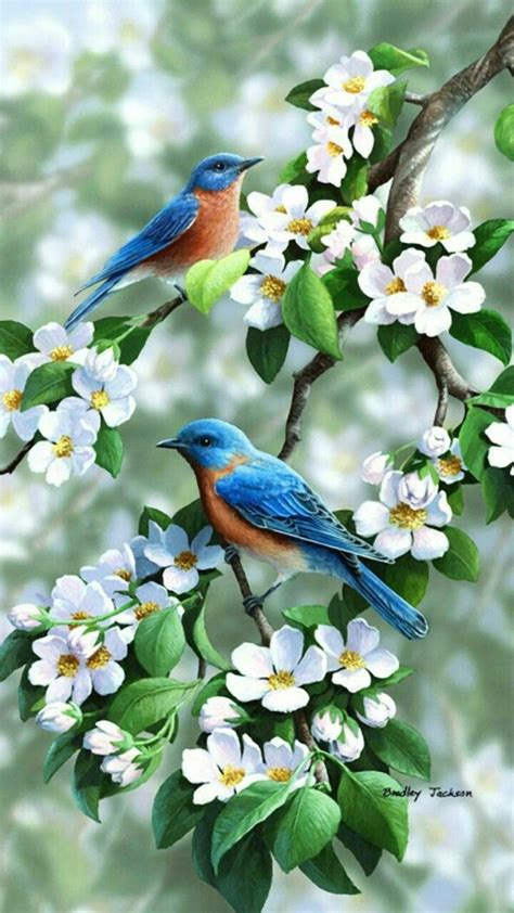 Makes Me Think Of Springtime With Images Bird Pictures Beautiful
