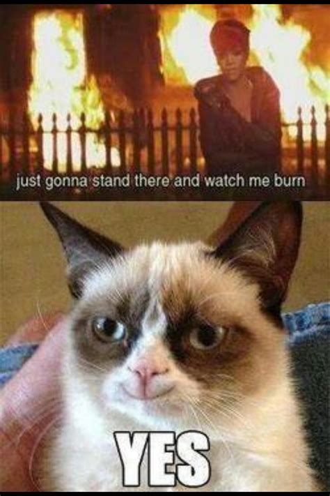 Grumpy Cat Finally Smiles Funny Grumpy Cat Memes Grumpy Cat Humor