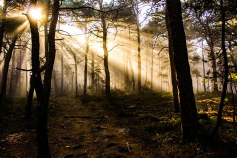 1000 Beautiful Dark Forest Photos · Pexels · Free Stock Photos