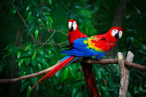 14 Fun Facts About Parrots Science Smithsonian