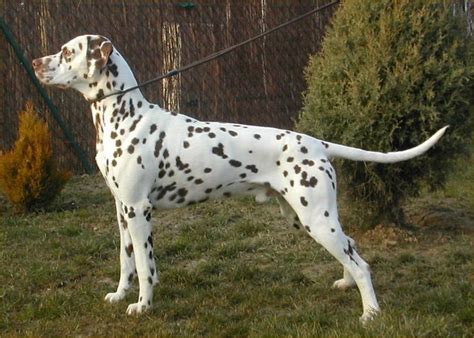Beautiful Liver Spot Dalmatian More Dog Breeds I Like Pinterest