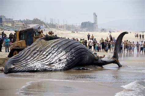 Dead Whale Towed Off Los Angeles Beach Ahead Of Holiday The Spokesman