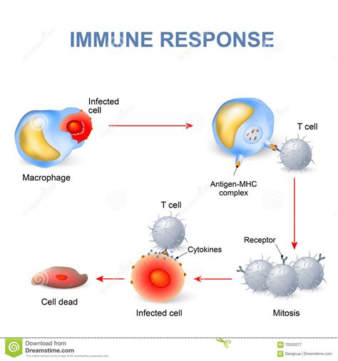 Cell Mediated Immunity Stock Vector Image 70530277