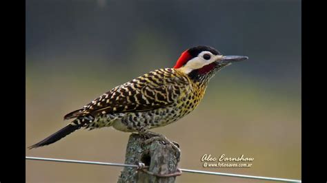 Pajaro Carpintero Real Argentina Monte Grande Youtube