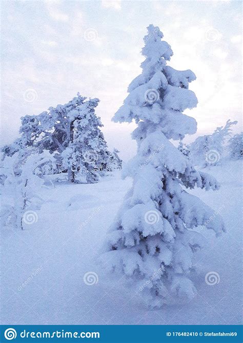 Snowy Tree In Lapland Stock Photo Image Of Snow Lapland 176482410