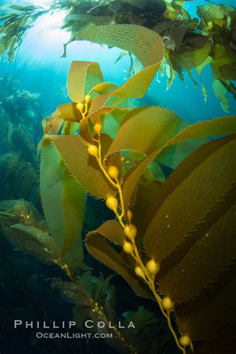 Kelp Fronds And Pneumatocysts Macrocystis Pyrifera Giant Kelp
