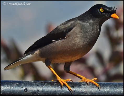 Indian Birds Photography And Details Jungle Myna Pictures And Detail