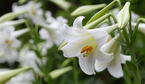 Types Of White Lilies And How To Care For Them Crate And Basket