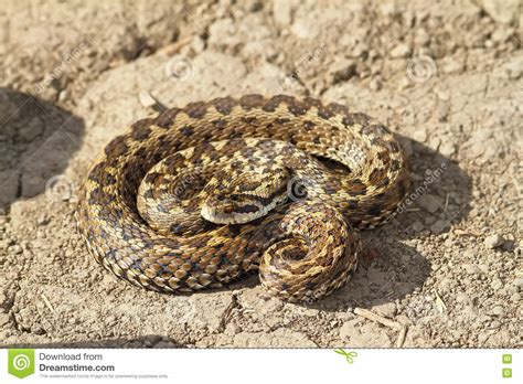 Female Meadow Viper On The Ground Stock Photo Image 78198001