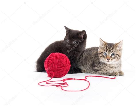 Two Cute Kittens And Red Yarn — Stock Photo © Eeitony