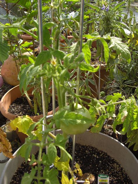 Before you even think about gardening in south florida you should read the art of south florida gardening. Gardening In South Florida: Edible Container Gardening