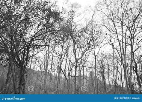 Dead Plants And Trees In A Forest Lifeless And Death Depicted In Black