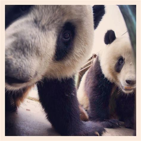Matt Glastonburys Photo On Cute Panda Panda Panda Bear