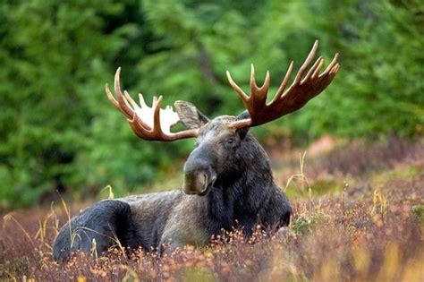 Bull Moose In Canadas Boreal Forest Moose Animals Bull Moose