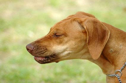 Be careful when spraying items around your pet as it may irritate their nose. My Pet Is Sneezing and Snorting. What's Going On?