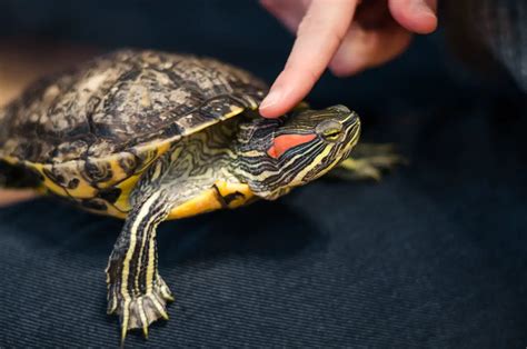 How Much Do Turtles Cost Ultimate Updated Guide Reptiles Time