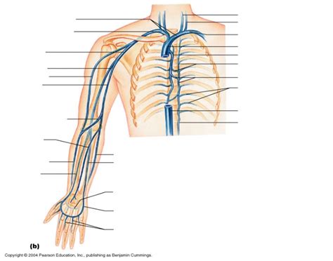 Veins Of The Right Upper Limb And Shoulder