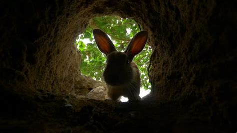 Rabbit Burrow Videos And Hd Footage Getty Images