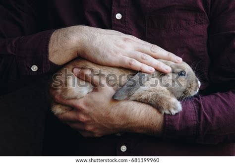 Adorable Lopsided Bunny Hands Cute Pet Stock Photo 681199960 Shutterstock