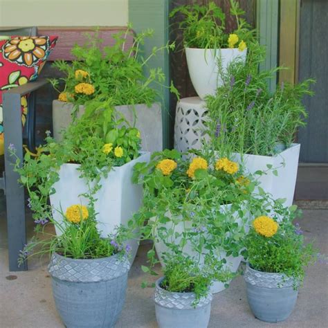 Basil improves the taste of tomatoes (lycopersicon esculentum) and may also. Plants that keep Mosquitos and bugs away....... | Plants ...