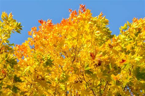 Branch Of Autumn Maple Tree Leaves On Sky Stock Image Image Of