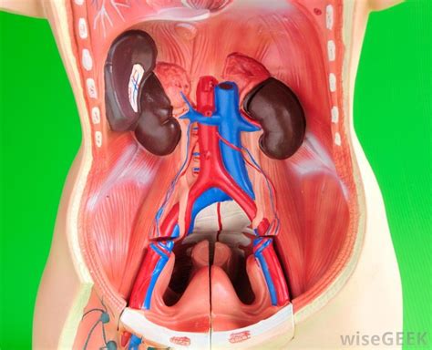 Anatomy Of The Human Body Position Kidney Have A Look To The Kidney