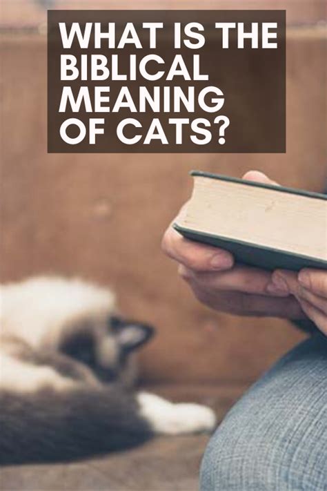 What Is The Biblical Meaning Of Cats Mean Cat Cat Love Quotes