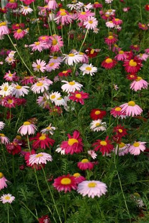 Tanacetum Coccineum Painted Daisys Robinson S Mix Full Sun To