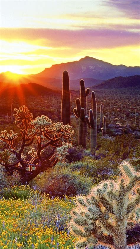 40 Desert Cactus Iphone Wallpapers Download At