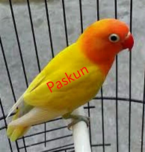 Namun, satu hal yang pasti adalah semakin pintar merpati tersebut, maka harganya juga semakin mahal. Paling Bagus 13+ Gambar Burung Lovebird Paskun - Gani Gambar