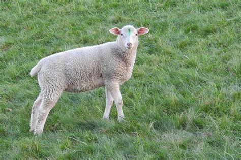 Sheep Lamb Meadow Free Photo On Pixabay Pixabay