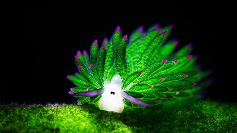 The Most Beautiful And Strangest Nudibranchs Of The World