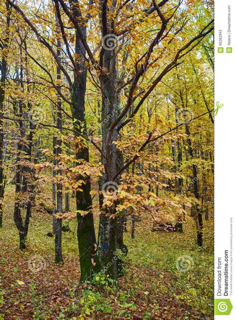 Deciduous Forest In The Autumn Stock Image Image Of Autumnal Branch