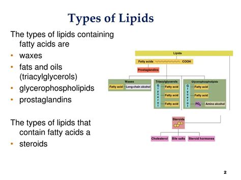 Ppt What Are Lipids Powerpoint Presentation Free Download Id1430885