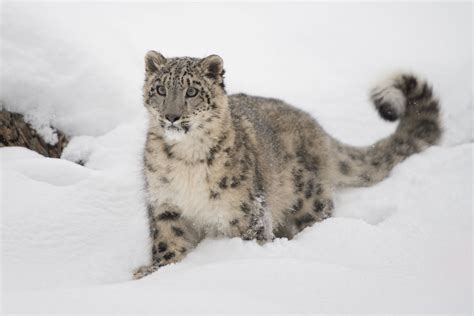 8 Demystifying Facts About The Snow Leopard