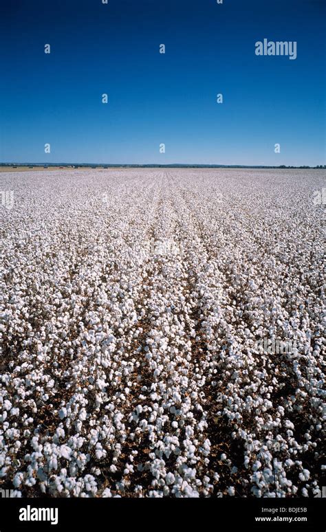 Agriculture Cotton Crop Australia Hi Res Stock Photography And Images