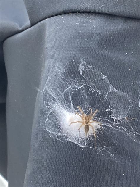 I Need Help Identifying This Spider Rspiders