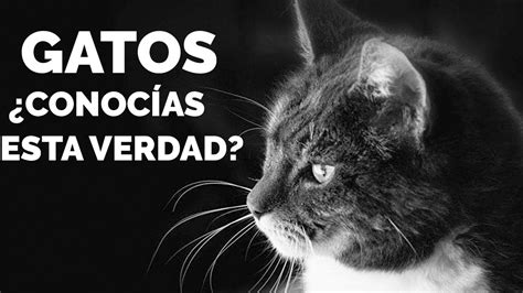 Gatos El Origen Historia Youtube